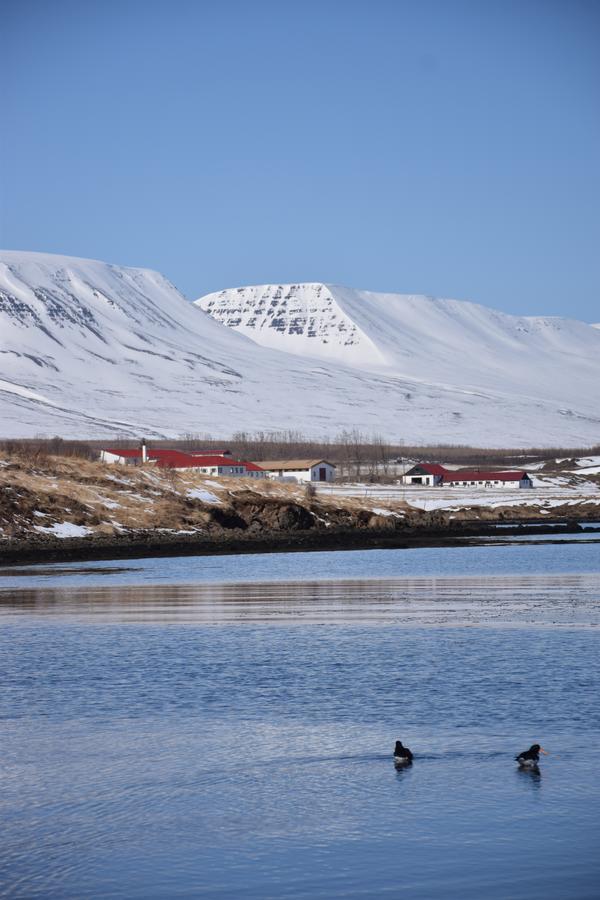 Skjaldarvik Guesthouse Akureyri Kültér fotó